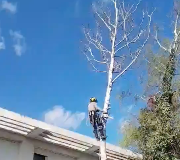 Volonterska akcija sječe suhog drveća